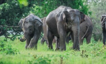 shir lanka