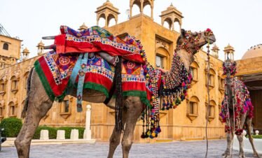 Rajasthan 5N (ID:15726)